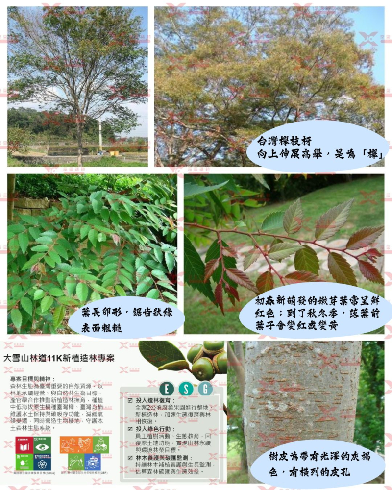 從一棵台灣櫸開始，企業永續正在長成森林-京采活動工程股份有限公司-活動企劃公司,桃園活動企劃公司,桃園公關企劃公司